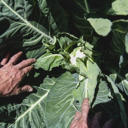 Gros Plan & Gestes_Les jardins de la côte rôtie_Le Peage de Roussillon