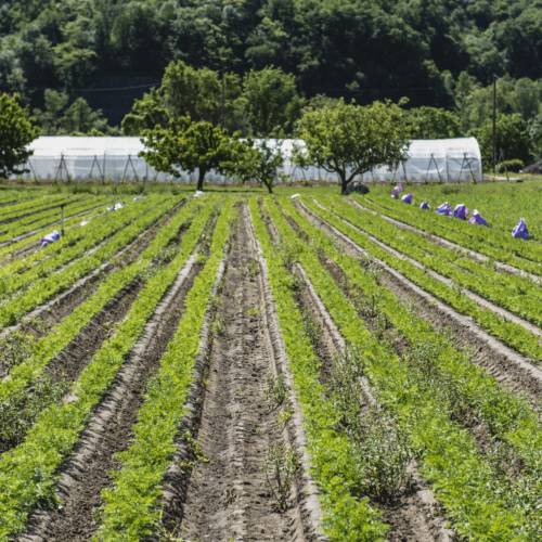 Zone de production_Les jardins de la côte rôtie_Vienne